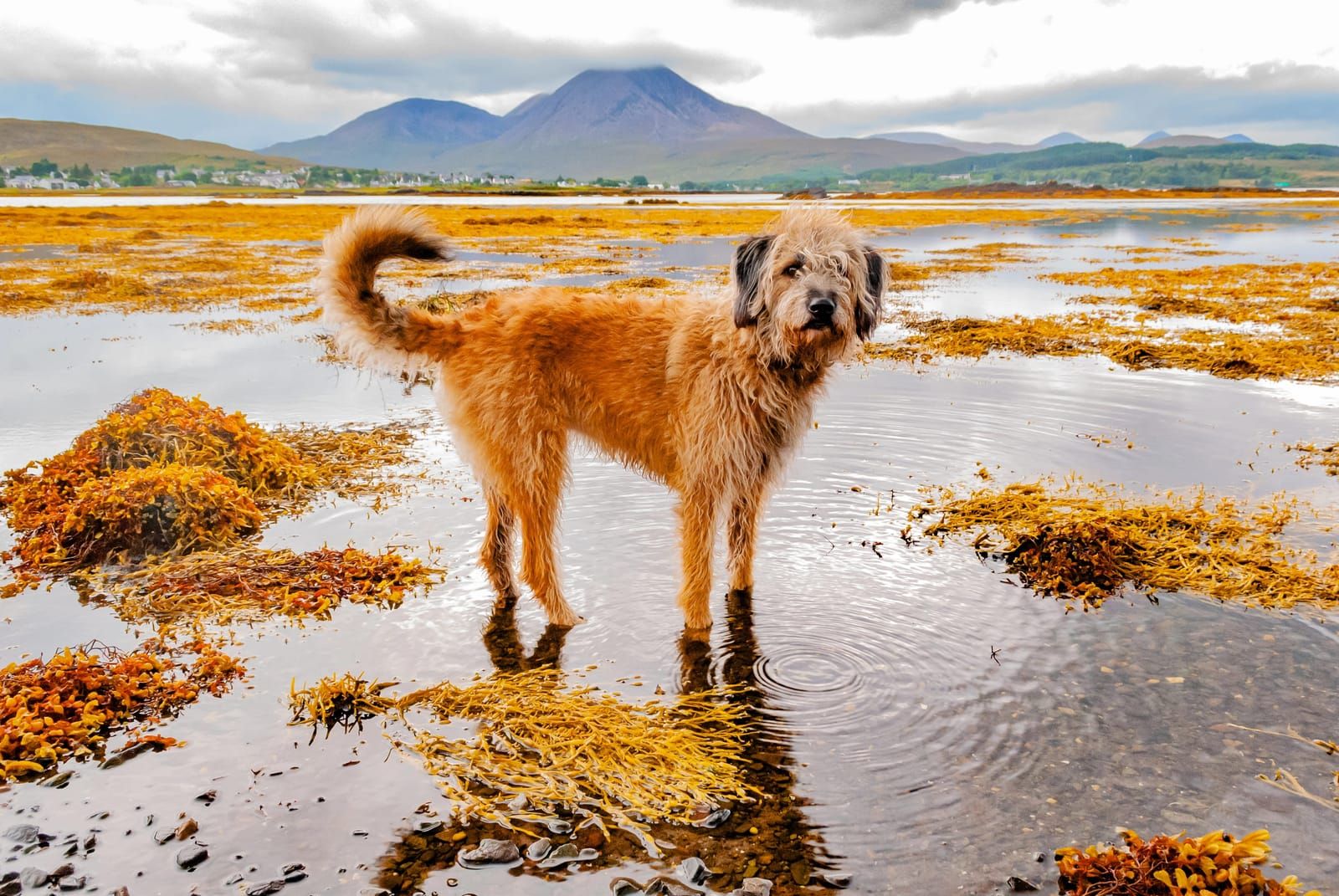 Dog walking on a Scottish lochside path